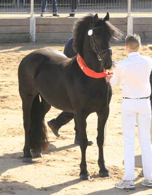 friesian mare Ronja