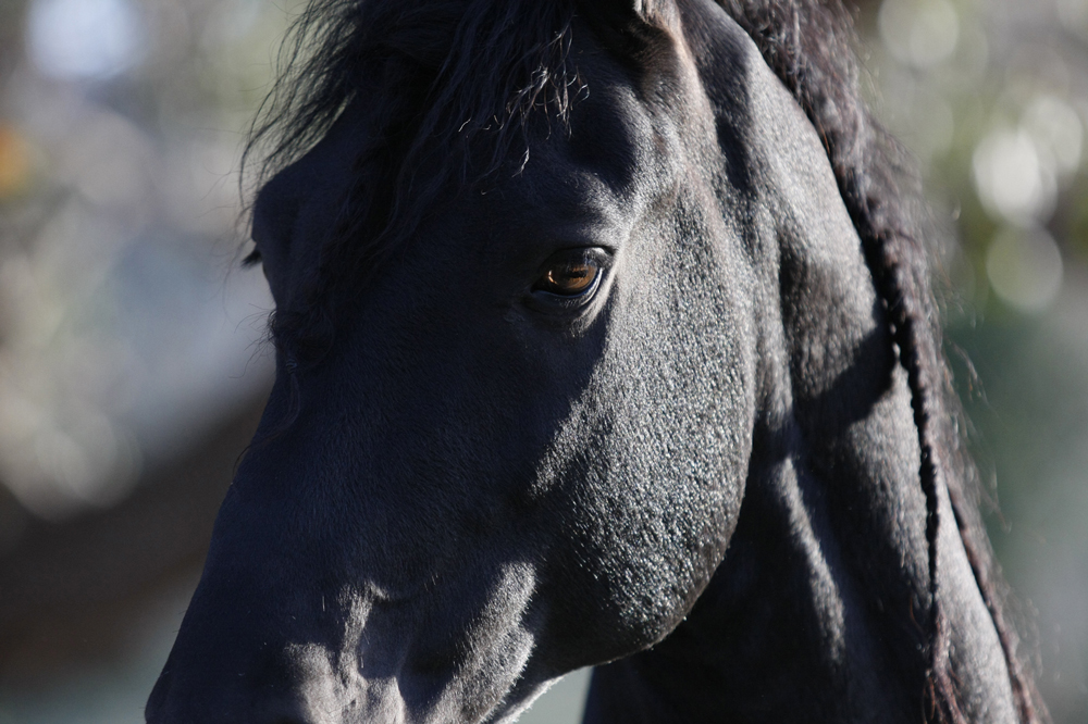 friesian mare