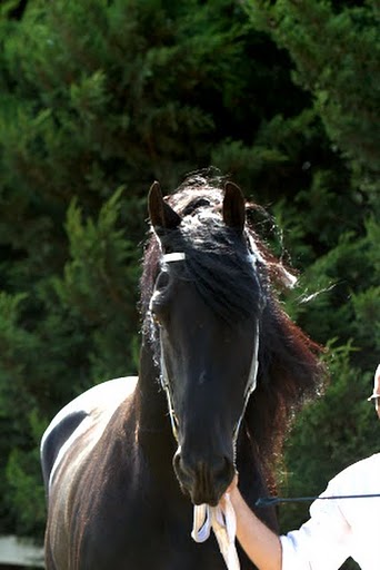 Age B Top Sire 2011