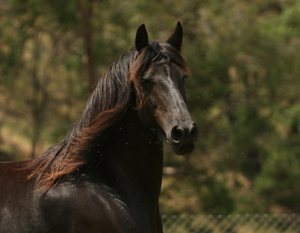 friesian mare