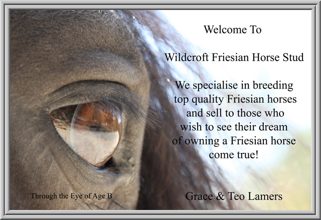 friesian horse