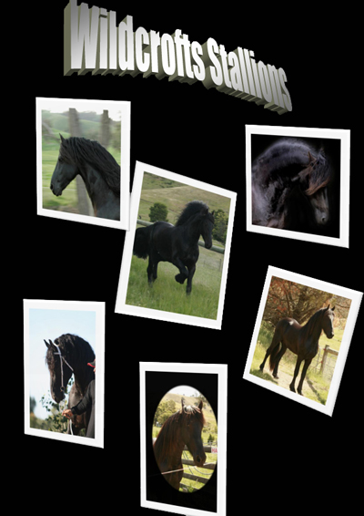 friesian stallions