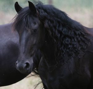 friesian mare Wiske