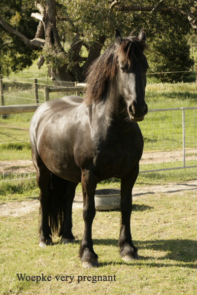 friesian mare