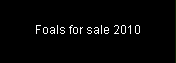 For Sale Foals